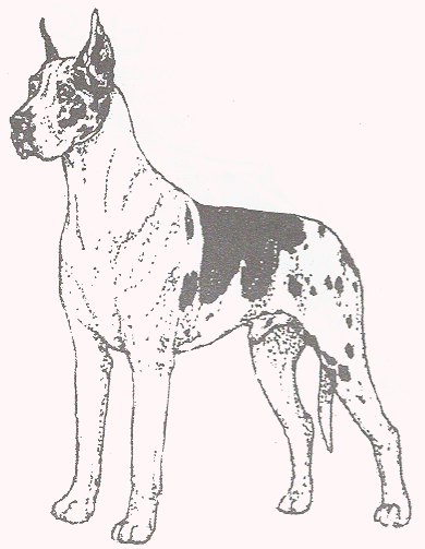 dane dog coloring pages - photo #23