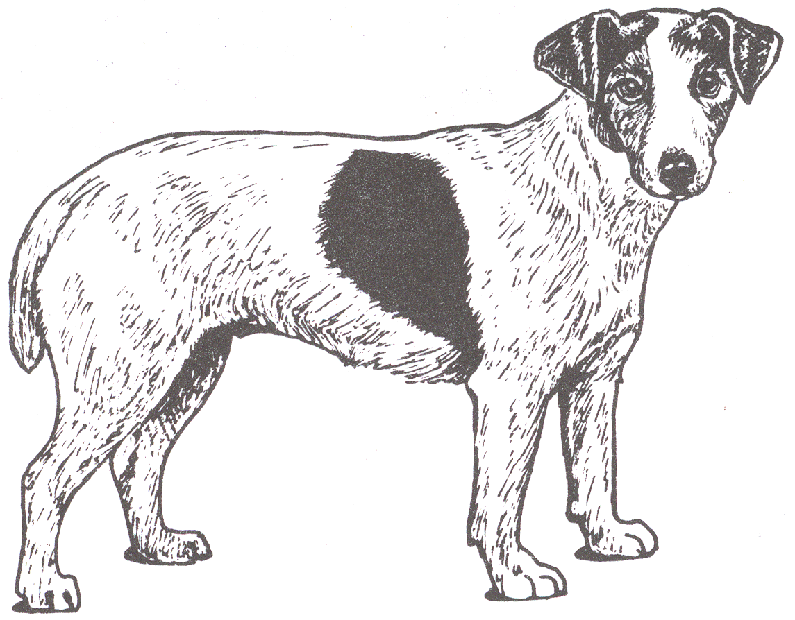 jack russell coloring pages - photo #20