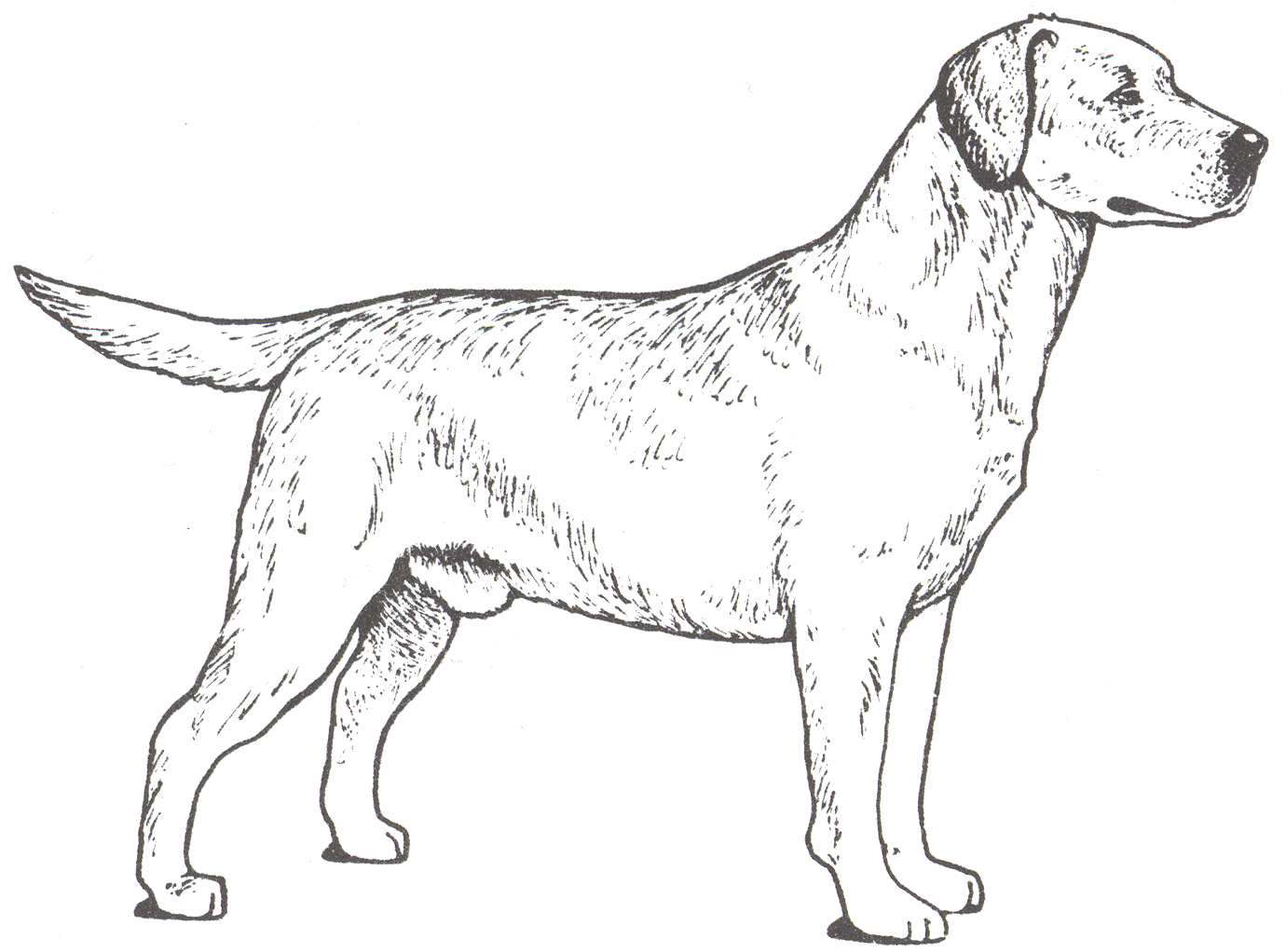 lab puppies coloring pages - photo #24