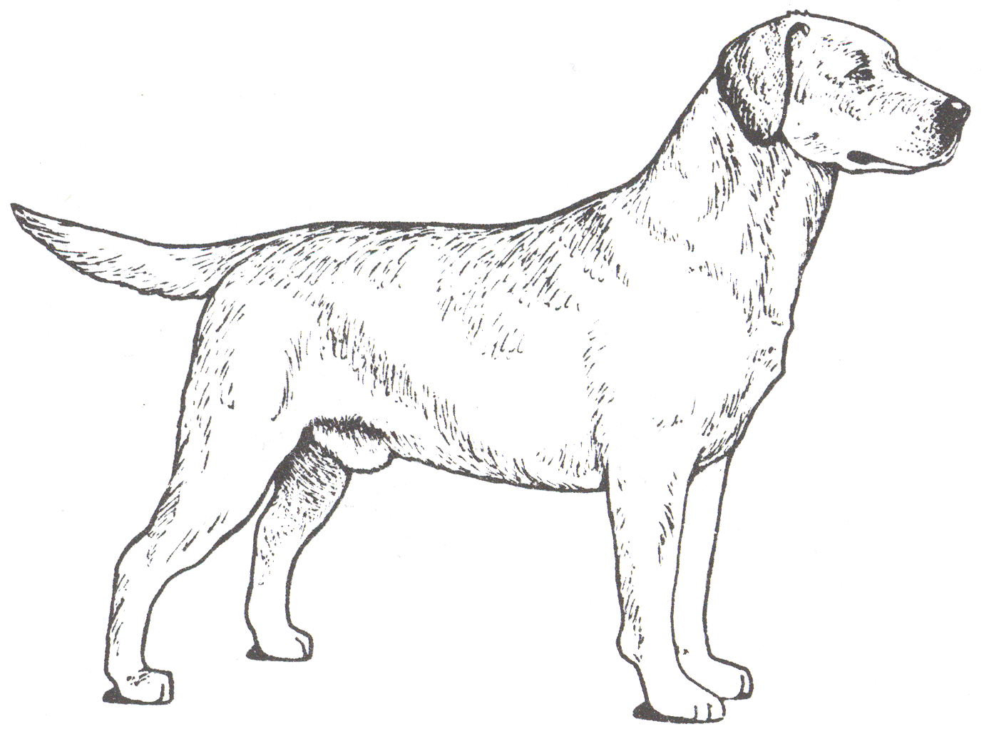 labrador retriever coloring pages - photo #46